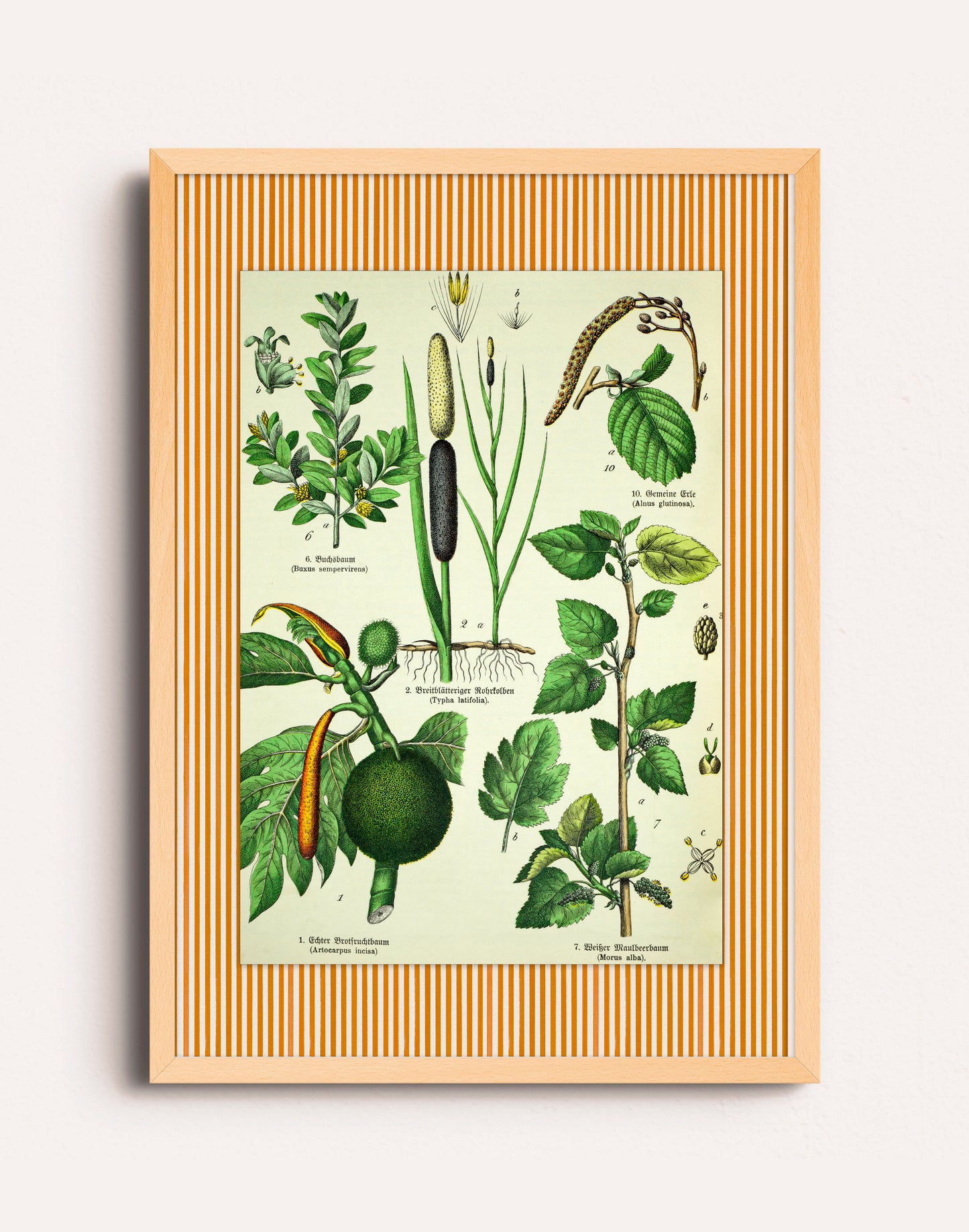 BOTANICO I