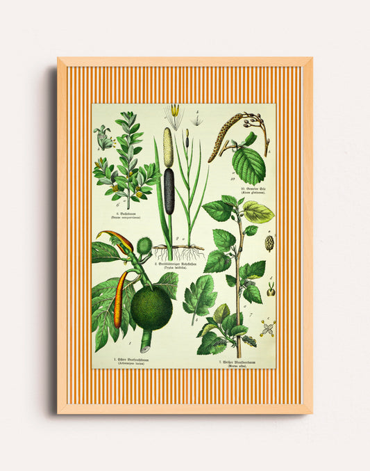 BOTANICO I