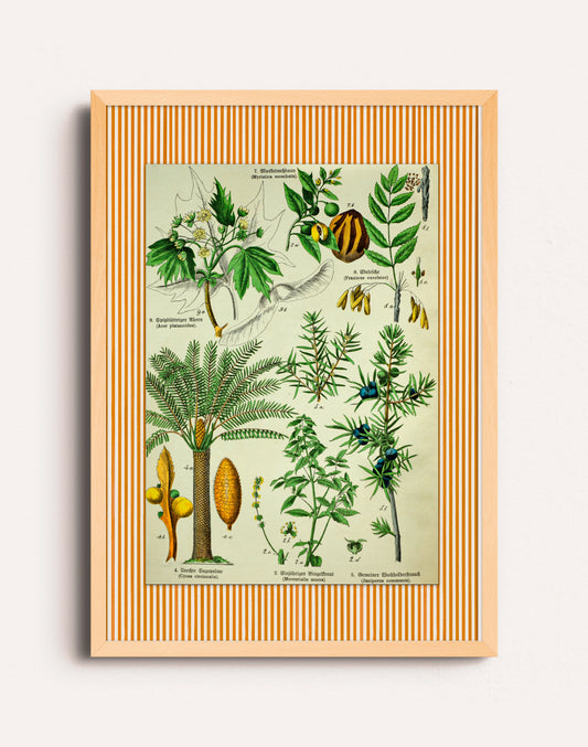 BOTANICO II