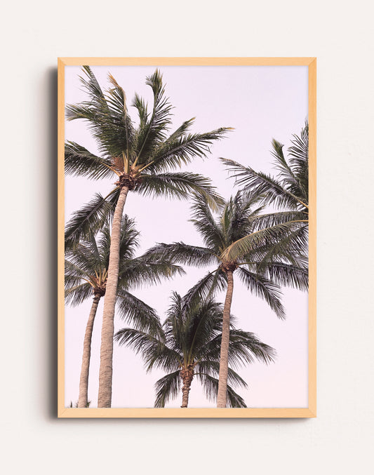 PALMS