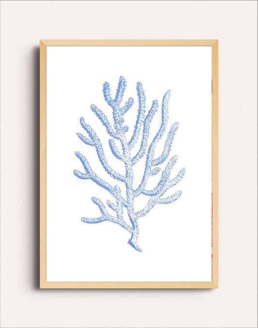 CORAL BLUE II
